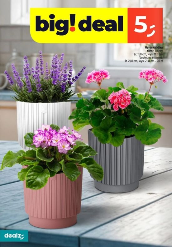 Gazetka Dealz 13.02.2025 - 31.07.2025