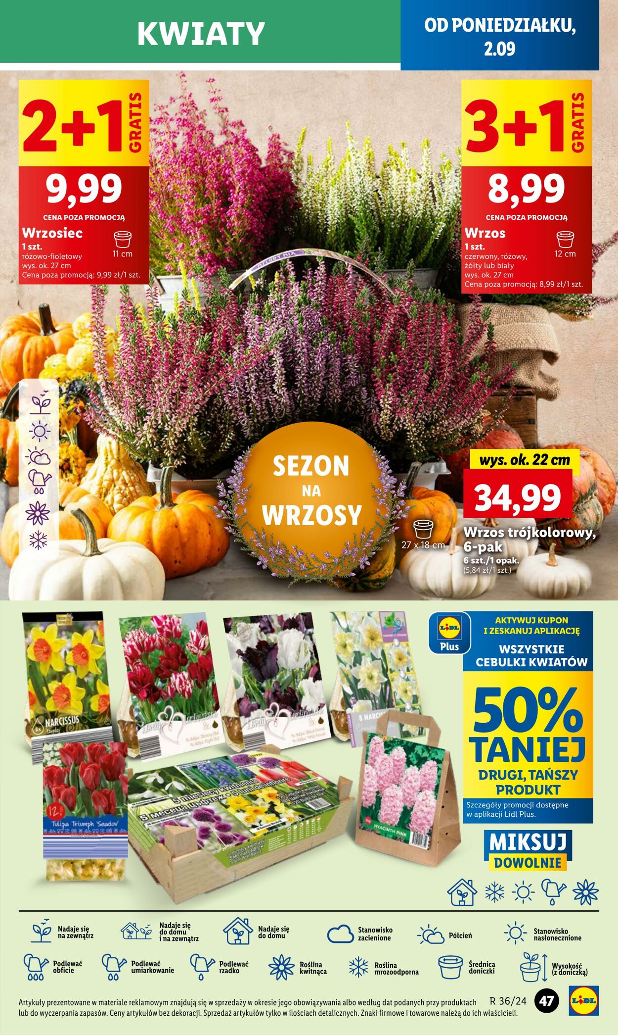 Gazetka Lidl 02.09.2024 - 04.09.2024